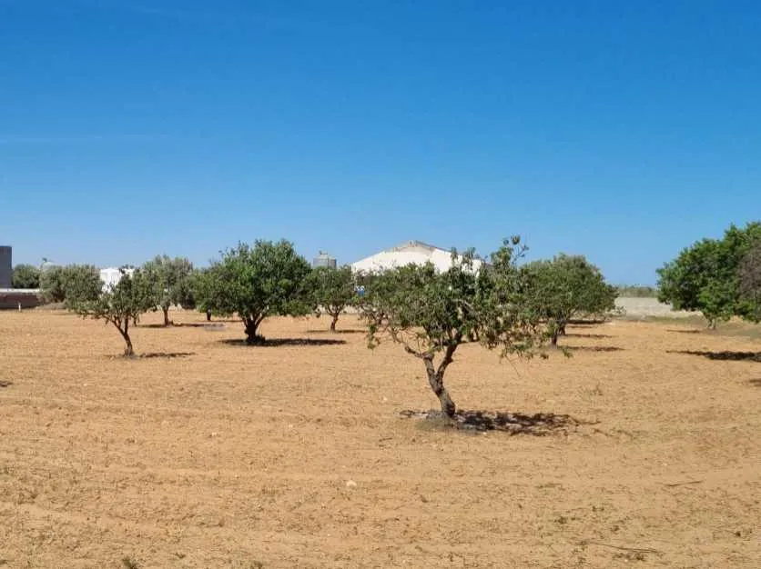  Terrain sur Route Mahdia km 14 