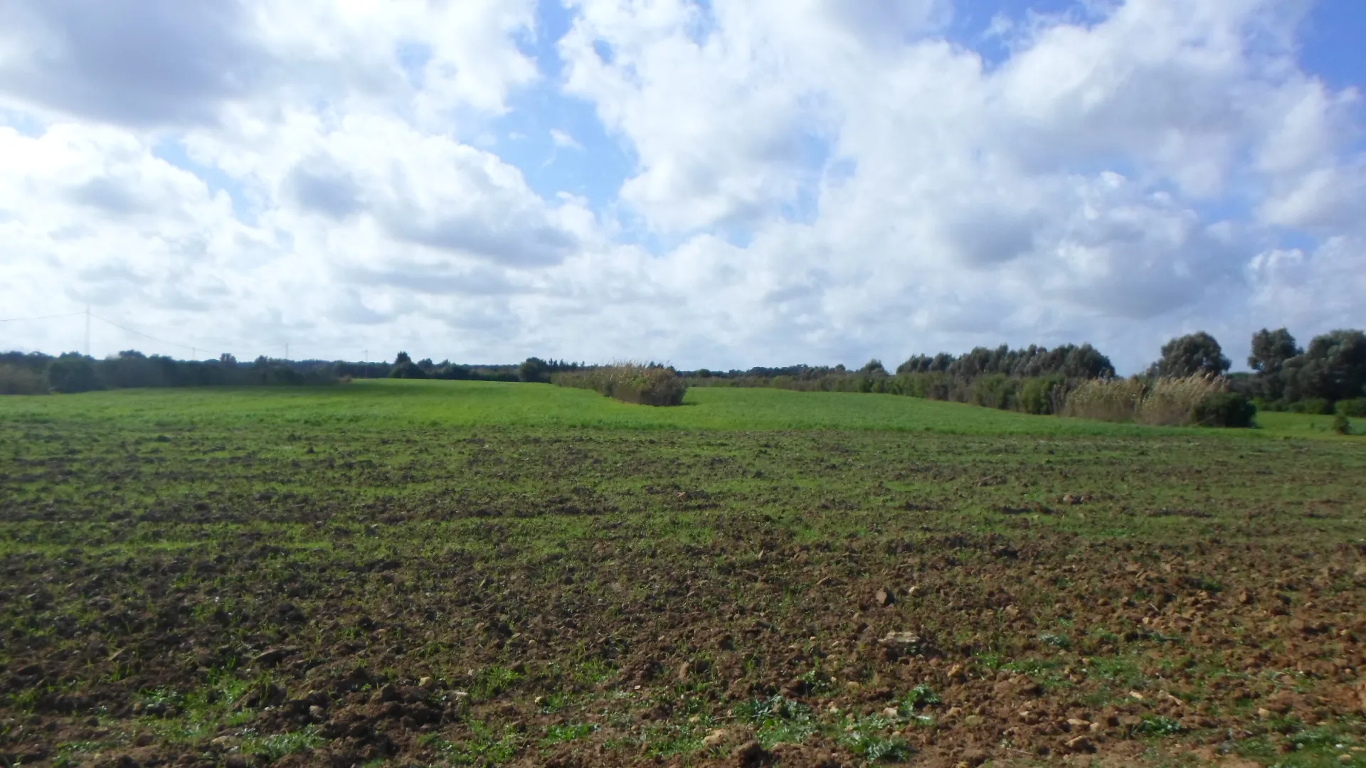  terrain agricole a kerkouane 