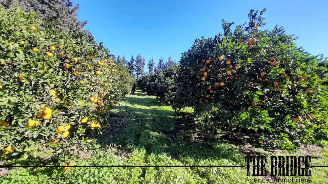  6 hectares d’agrumes à Manzel Bouzelfa 