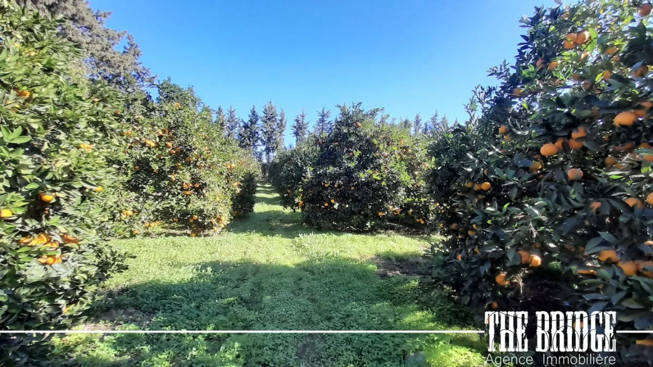  6 hectares d’agrumes à Manzel Bouzelfa 