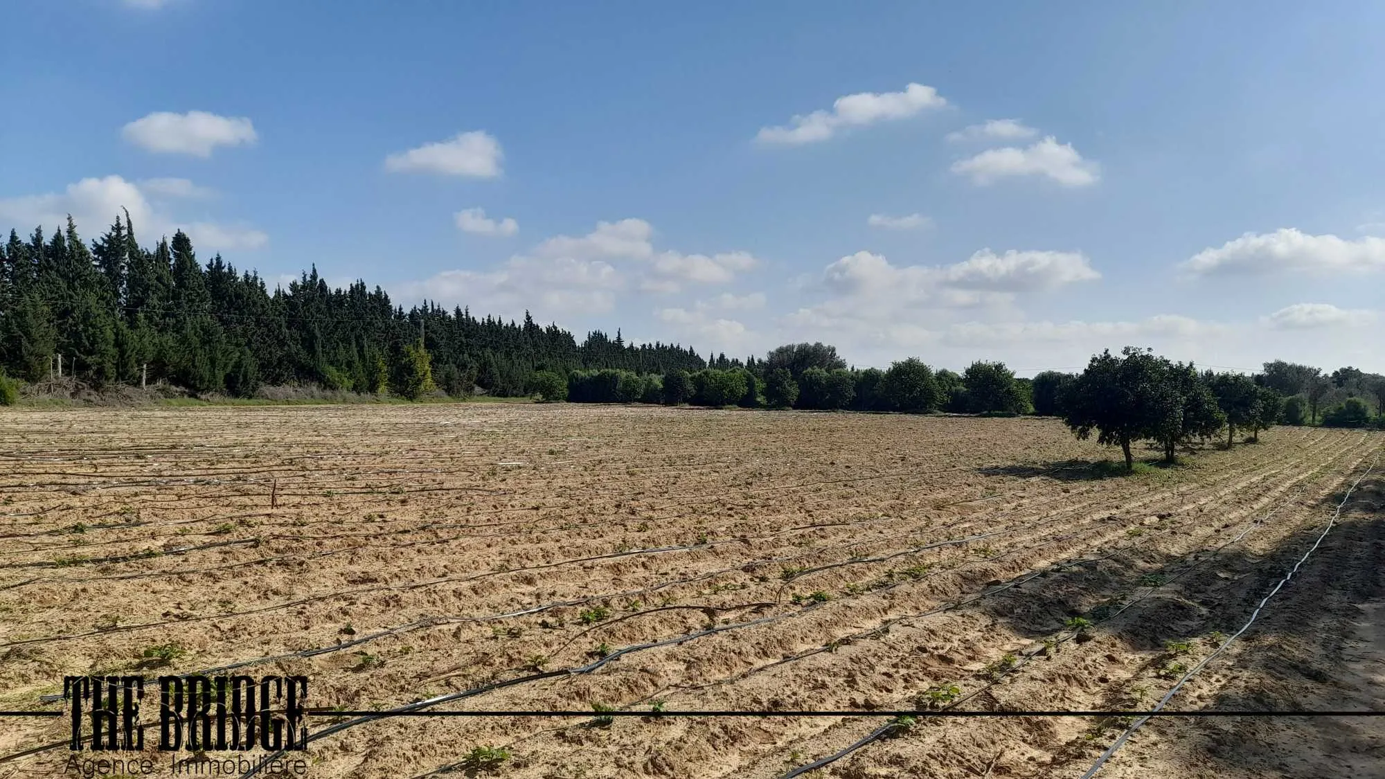  7 hectares à El Kharrouba Bouargoub 