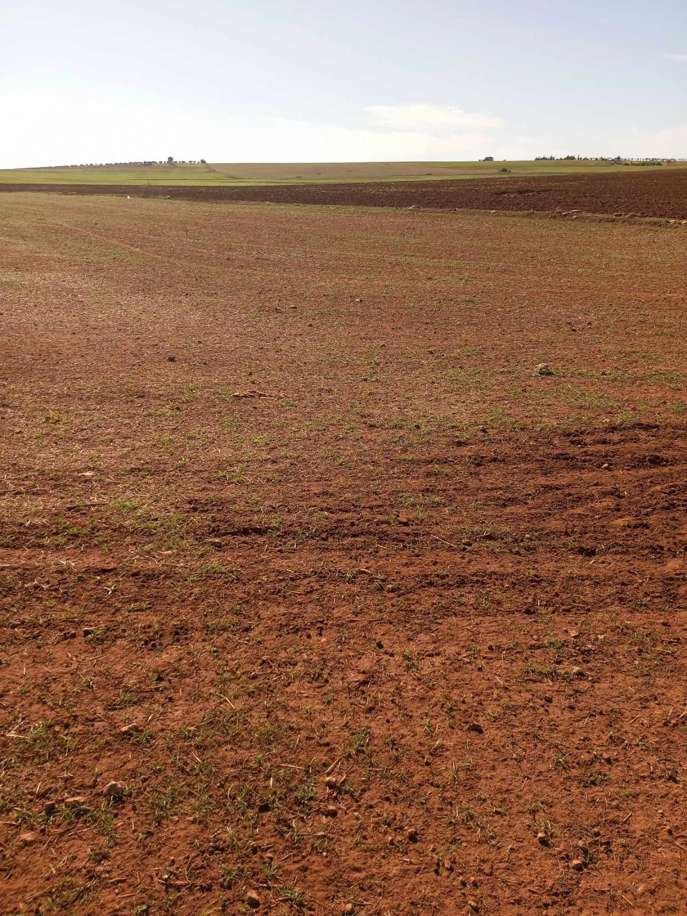  un terrain d'agricole nu a vendre situé a Jdaida Mahfoura 