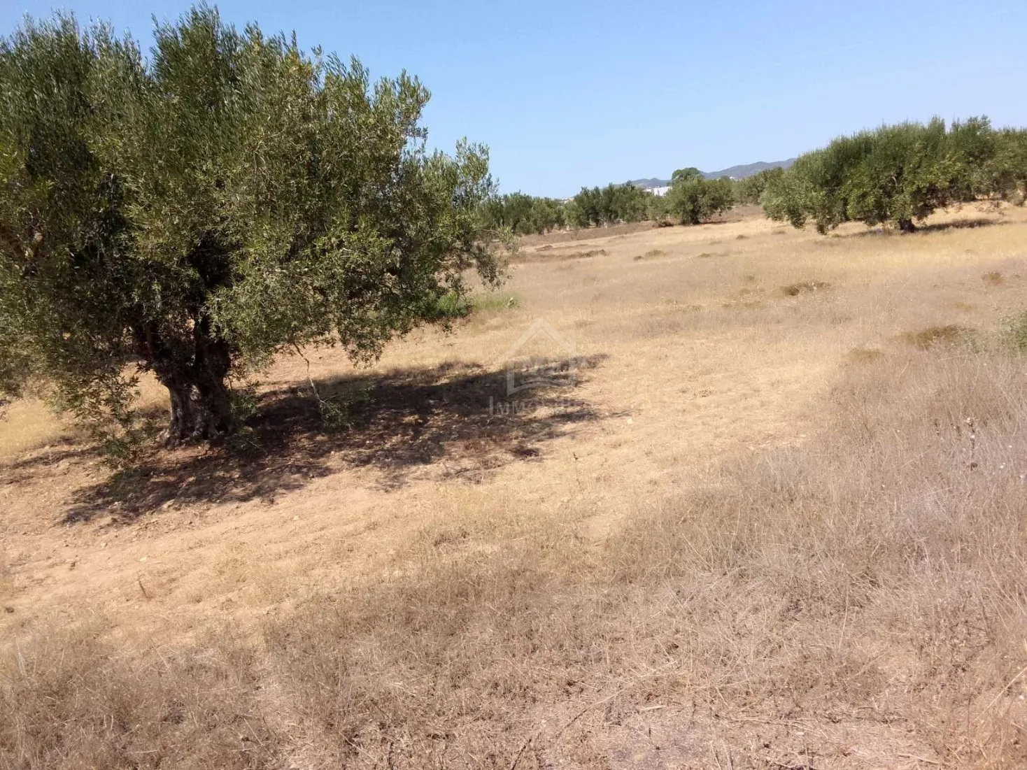  Terrain de 1000 m² à Hammamet Sud à vendre à 60 MD 51355351 