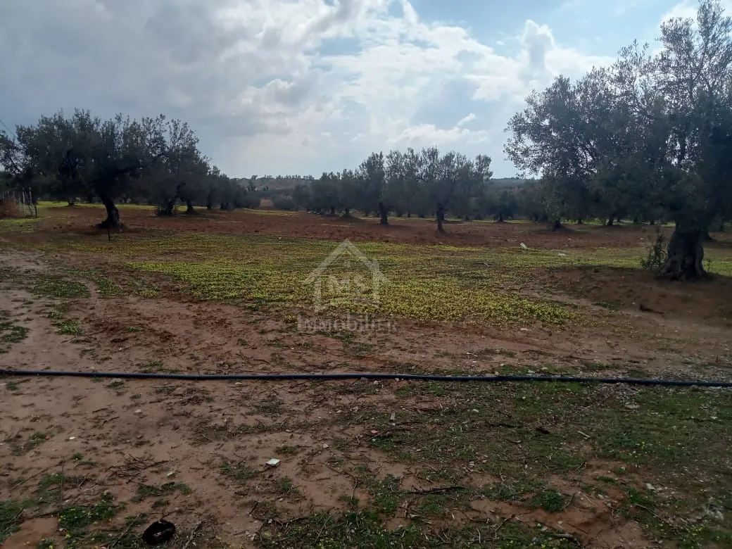  Lot de terrain de 200 m² à Hammamet Sud à vendre 51355351 