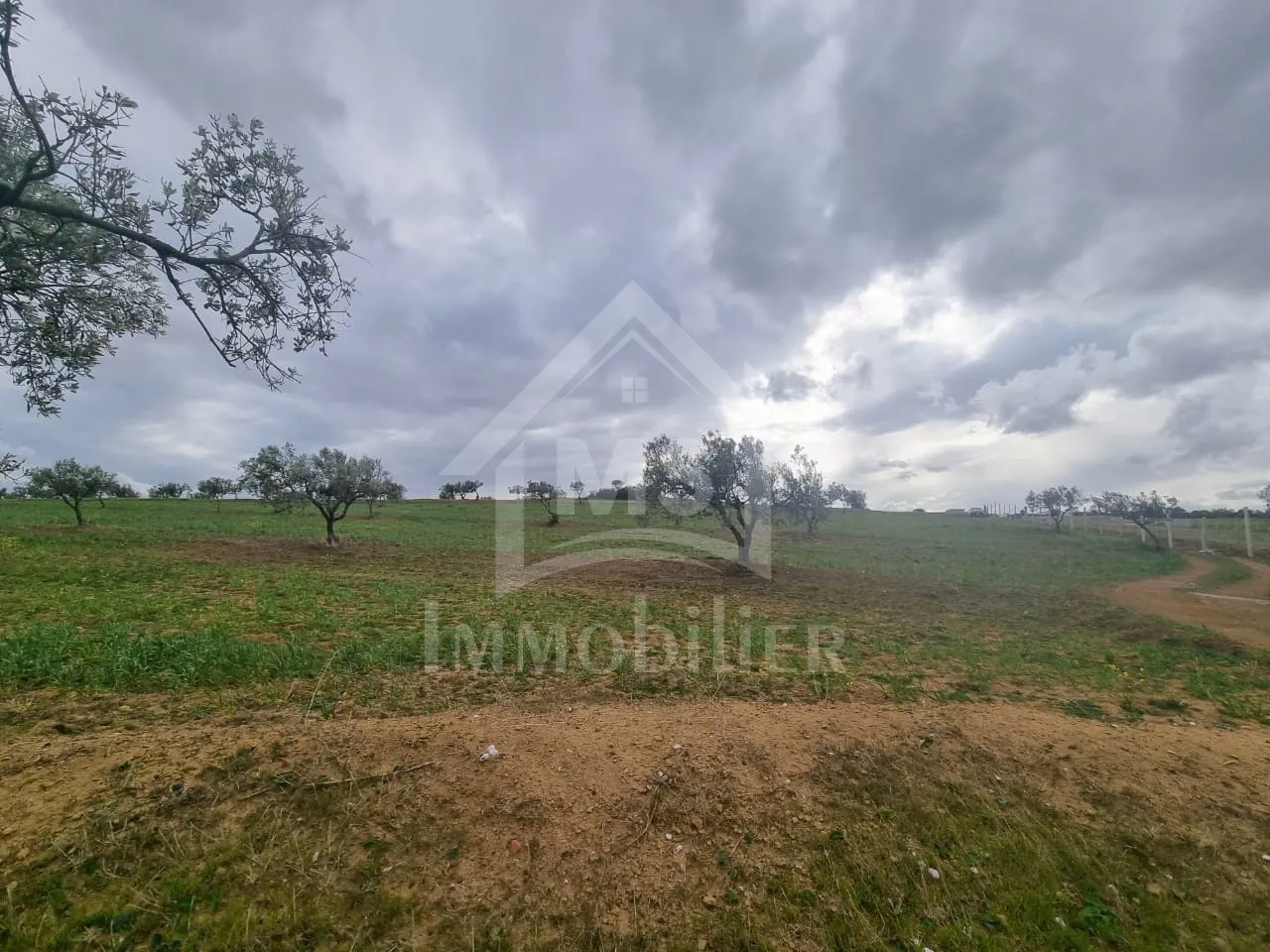  1 hectare planté d'oliviers à Hammamet sud à vendre 51355351 