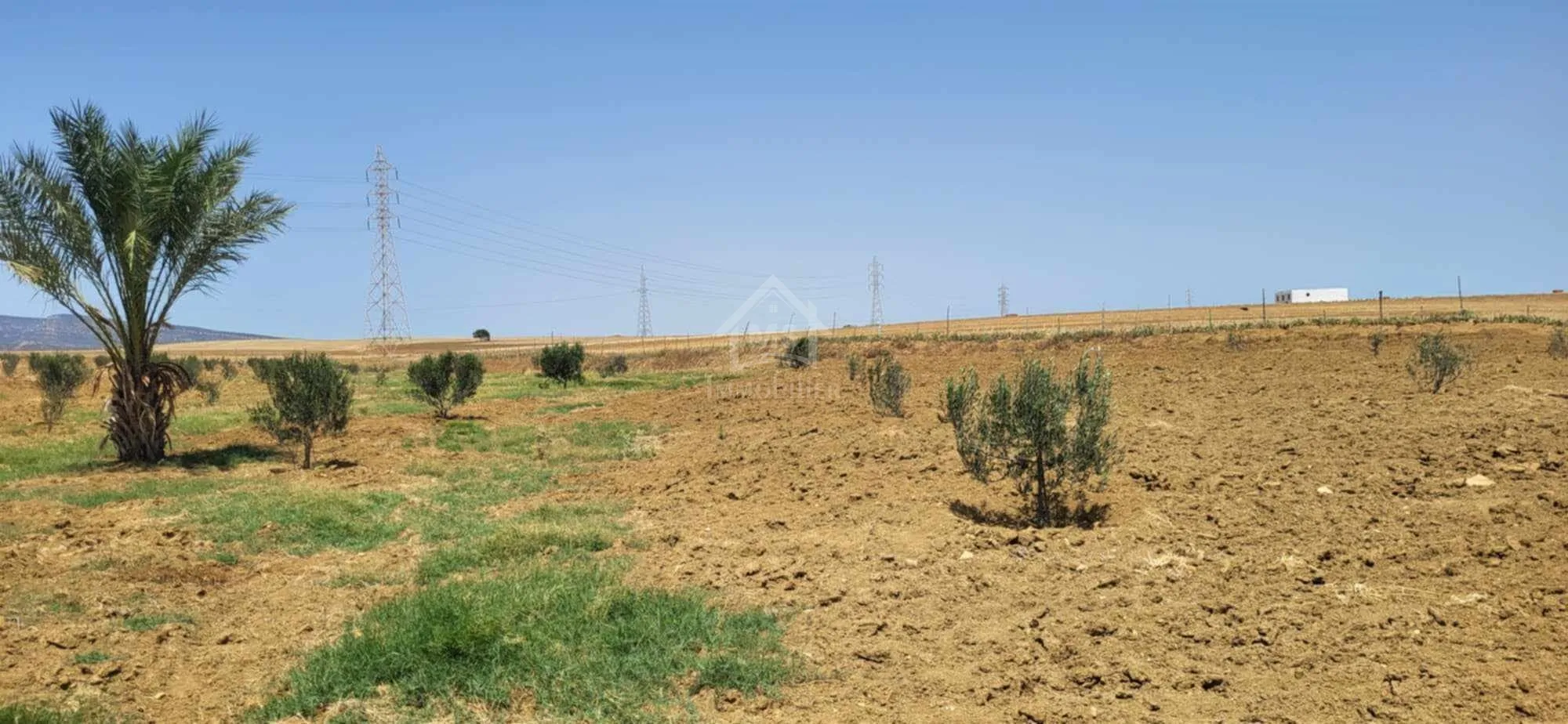  6.5 hectares avec une maison à vendre à Hammamet Sud51355351 