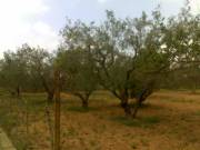    Terrain a hammamet