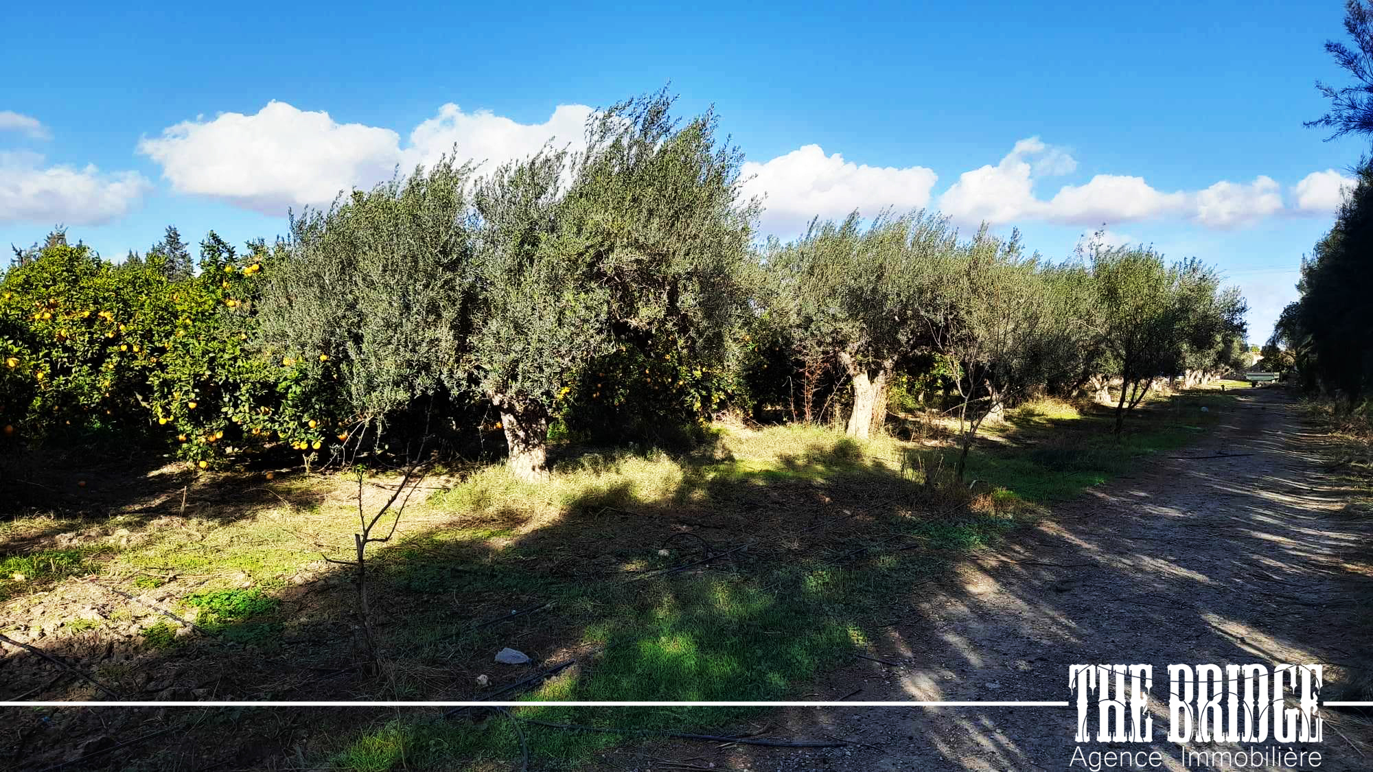     5 hectares dagrumes