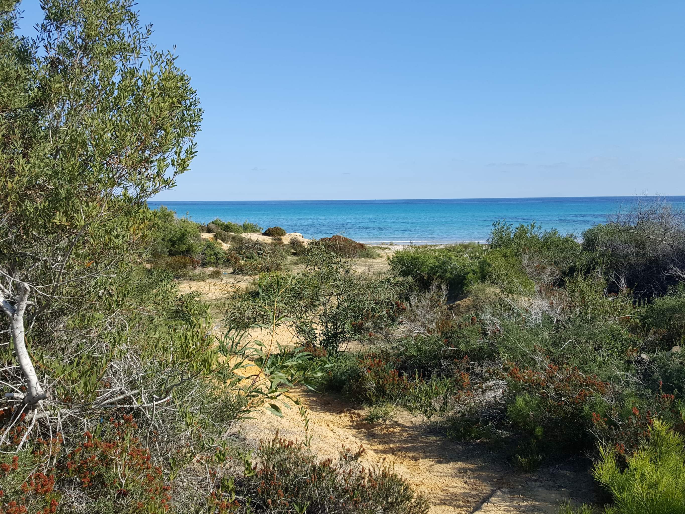 A louer une villa avec jardin à la Marsa