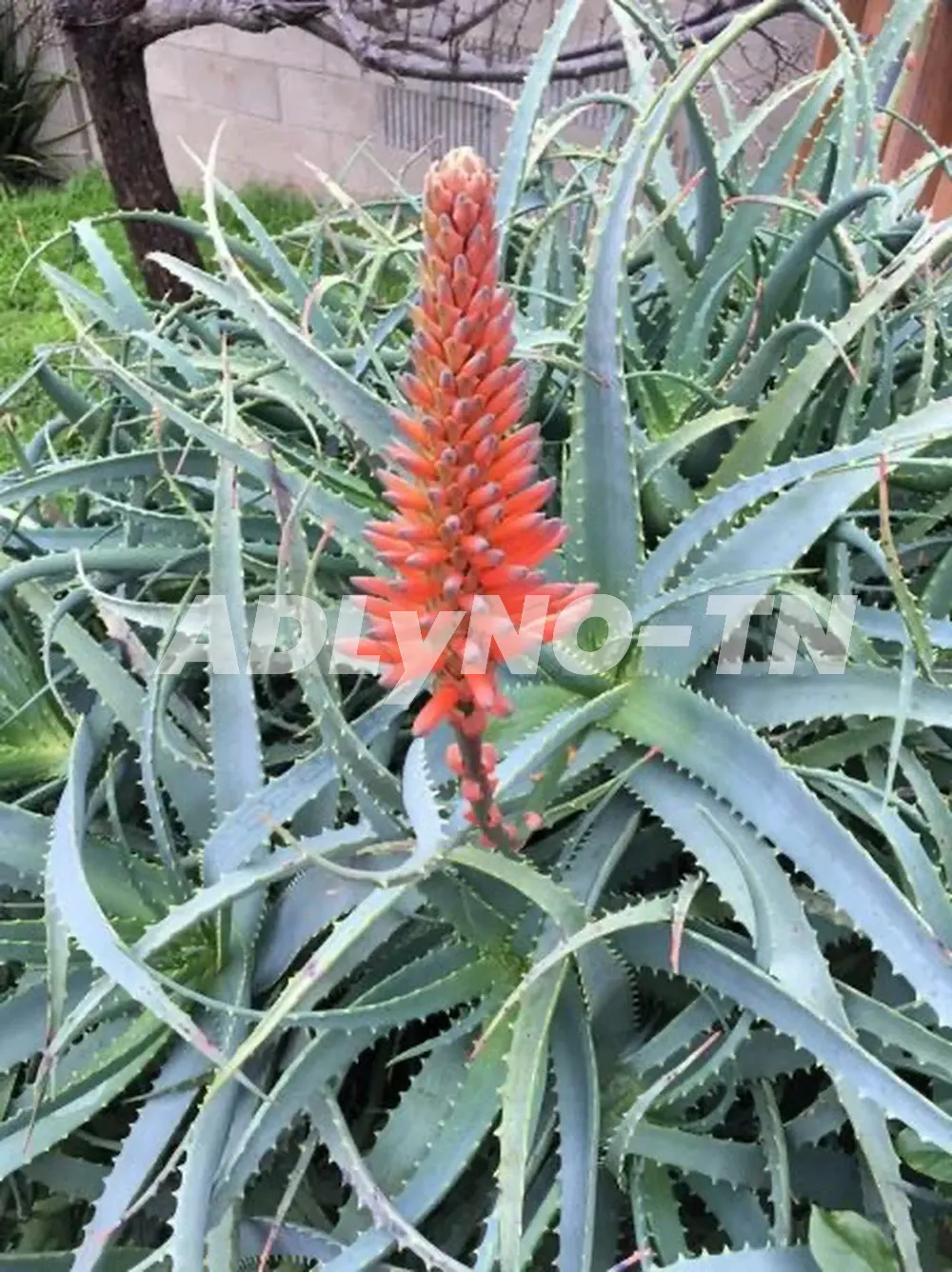 ALOE ARBORESCENT