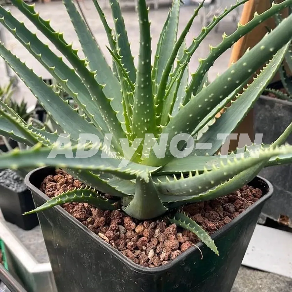 ALOE ARBORESCENT