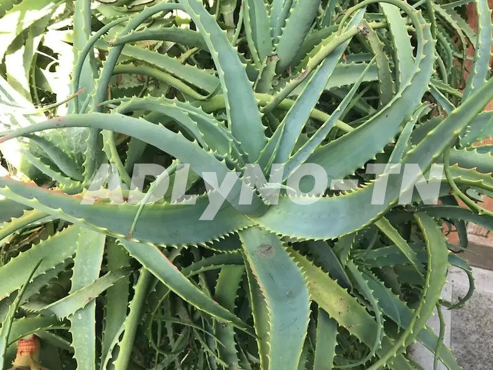 ALOE ARBORESCENT