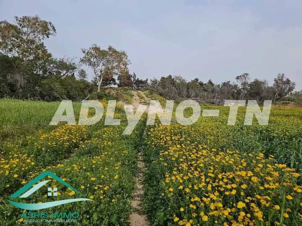 Terrain agricole 50 000 m² à chraf el hawaria